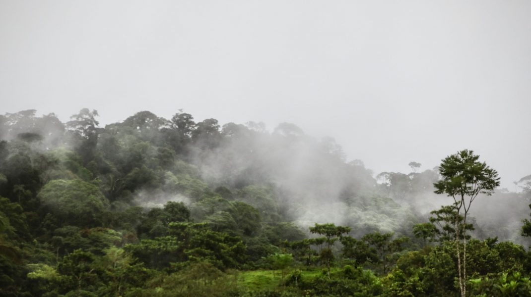Photo of studiu | O treime din pădurea tropicală amazoniană este degradată de activitatea umană și de secetă